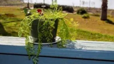Photo of Cura delle piante in vaso: consigli per la coltivazione dell’aneto in contenitori