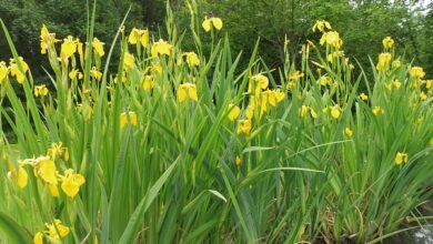 Photo of Cura delle piante Iris pseudacorus o Giglio giallo