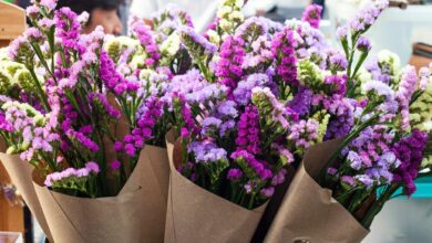 Photo of Cura delle piante Limonium sinuatum, Limonio o Statice