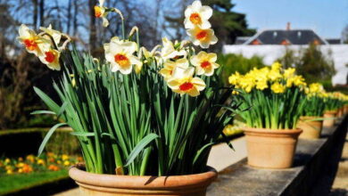Photo of Cura delle piante Narciso tazetta o Bouquet Narciso