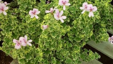 Photo of Cura delle piante Pelargonium crispum o Geranio limone