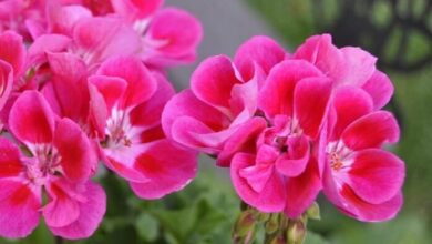 Photo of Cura delle piante Pelargonium cucullatum o Geranio albero