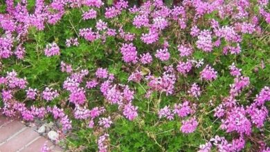 Photo of Cura delle piante Pelargonium peltatum o Geranio edera