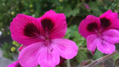 Photo of Cura delle piante Pelargonium radens o geranio con foglie profumate