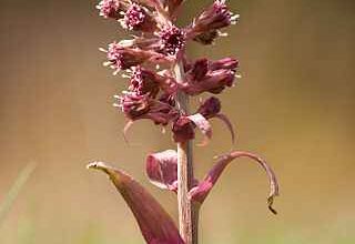 Photo of Cura delle piante Petasites fragrans o Sombrerera