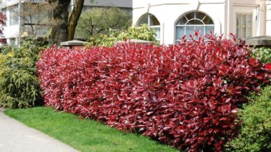 Photo of Cura delle piante Photinia x fraseri o Fotinia