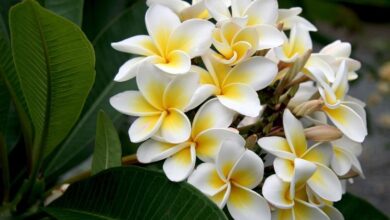 Photo of Cura delle piante Plumeria rubra, Plumaria o Frangipan