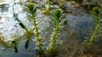 Photo of Cura delle piante Pontederia cordata o punti d’acqua