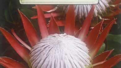Photo of Cura delle piante Protea