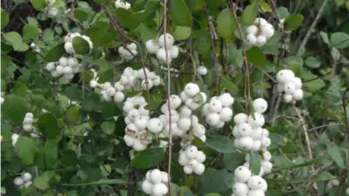 Photo of Cura delle piante Symphoricarpos × chenaultii o Snowberry