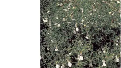 Photo of Cura delle piante Teucrium flavum o Teucrio giallo