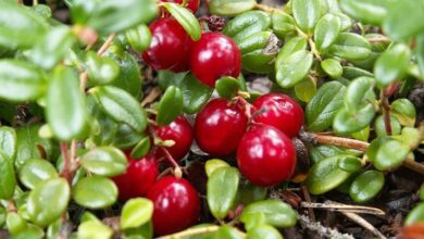 Photo of Cura delle piante Vaccinium myrtillus, mirtillo rosso o mirtillo rosso