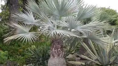 Photo of Cura dell’Erythea armata o palma blu messicana