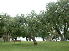 Photo of Cura dell’impianto Agonis flexuosa o della menta