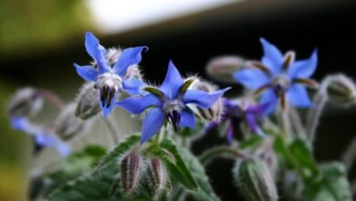 Photo of Cura dell’impianto di Borago officinalis o Borragine