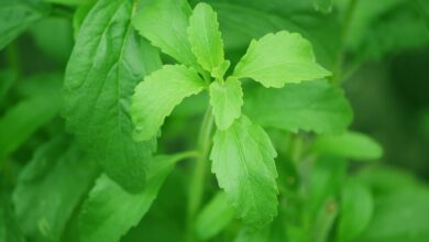 Photo of Cura dello stabilimento di Stevia : Come e dove cresce la Stevia