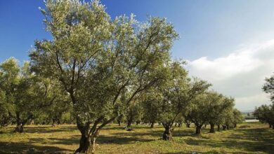 Photo of Cura dell’Olea europaea, dell’olivo o dell’ulivo