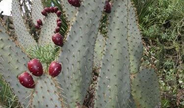 Photo of Cura dell’Opuntia linguiformis o della pianta della lingua di mucca