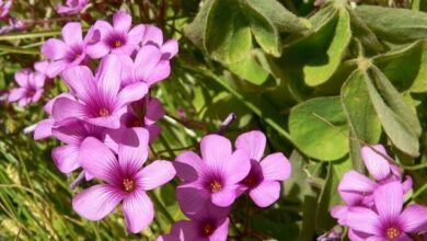 Photo of Cura dell’Oxalis articulata o aceto rosa