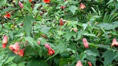 Photo of Cura di Abutilon megapotamicum