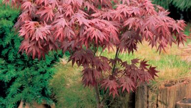 Photo of Cura di Acer palmatum o acero giapponese