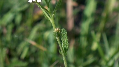 Photo of Cura di Achillea abrotanoides o achillea abrotanoides o achillea