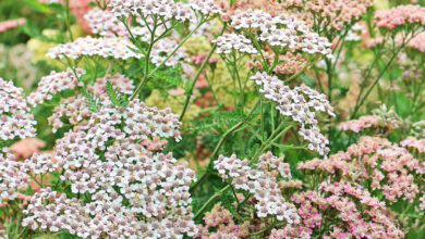 Photo of Cura di Achillea millefoglio, achillea millefoglio, achillea o pianta di Achillea