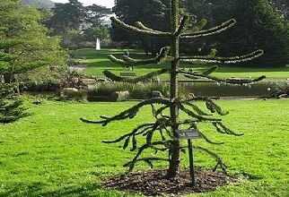 Photo of Cura di Araucaria araucana o Araucaria del Cile