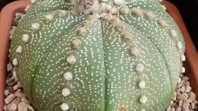 Photo of Cura di Astrophytum Myriostigma o pianta del cofano del vescovo