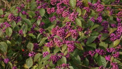 Photo of Cura di Callicarpa Bodinieri