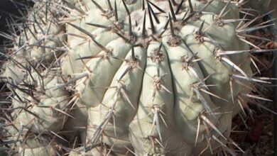 Photo of Cura di Copiapoa cinerea o Copiapoa de Philippi