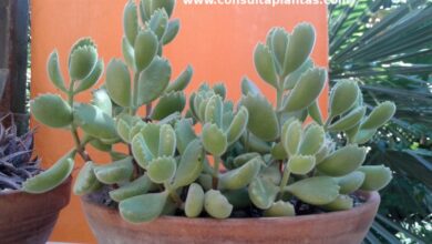 Photo of Cura di Cotyledon tomentosa o Cotyledon ladismithiensis