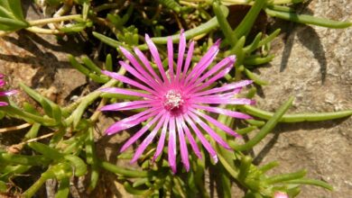 Photo of Cura di Delosperma lineare o pianta del ghiaccio