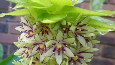 Photo of Cura di Eucomis autumnalis o fiore di ananas