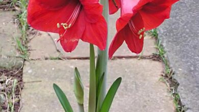 Photo of Cura di Hippeastrum hybridum o Amarilis