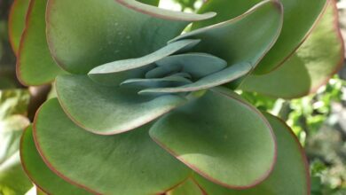 Photo of Cura di Kalanchoe thyrsiflore o Calanchoe tirsiflore