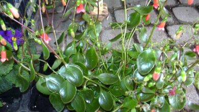 Photo of Cura di Kalanchoe uniflora o Kalanchoe ambrensis