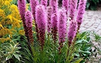 Photo of Cura di Liatris spicata o Liátride