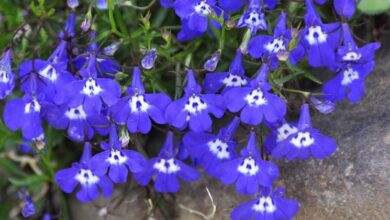 Photo of Cura di Lobelia erinus o Lobelia blu