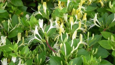 Photo of Cura di Lonicera nitida o caprifoglio