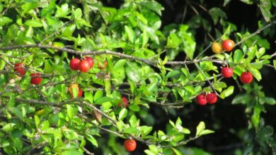 Photo of Cura di Malpighia emarginata o Acerola