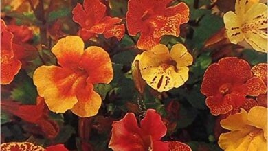 Photo of Cura di Mimulus hybridus, Mimulus o Monkey Flower