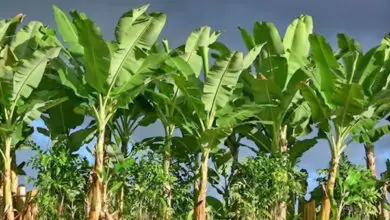 Photo of Cura di musa, banana o pianta di banana