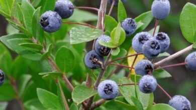 Photo of Cura di Myrtus communis, mirto o pianta di mirto