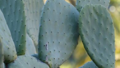 Photo of Cura di Opuntia bergeriana o Opuntia elatior