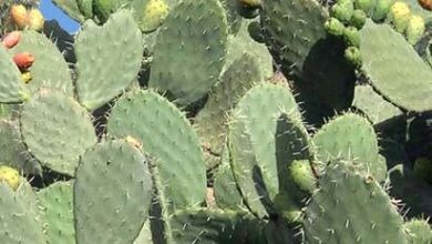 Photo of Cura di Opuntia ficus-indica, fico d’india o pianta Nopal