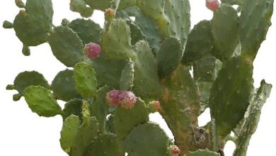 Photo of Cura di Opuntia leucotricha o Nopal duraznillo