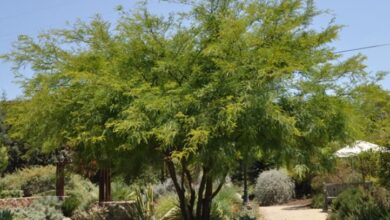 Photo of Cura di Puya chilensis o pianta Chagual