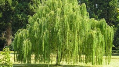 Photo of Cura di Salix baylonica o salice piangente