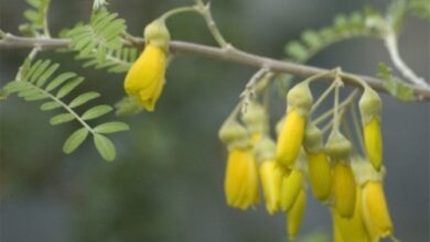 Photo of Cura di Sophora toromiro o della pianta di Toromiro